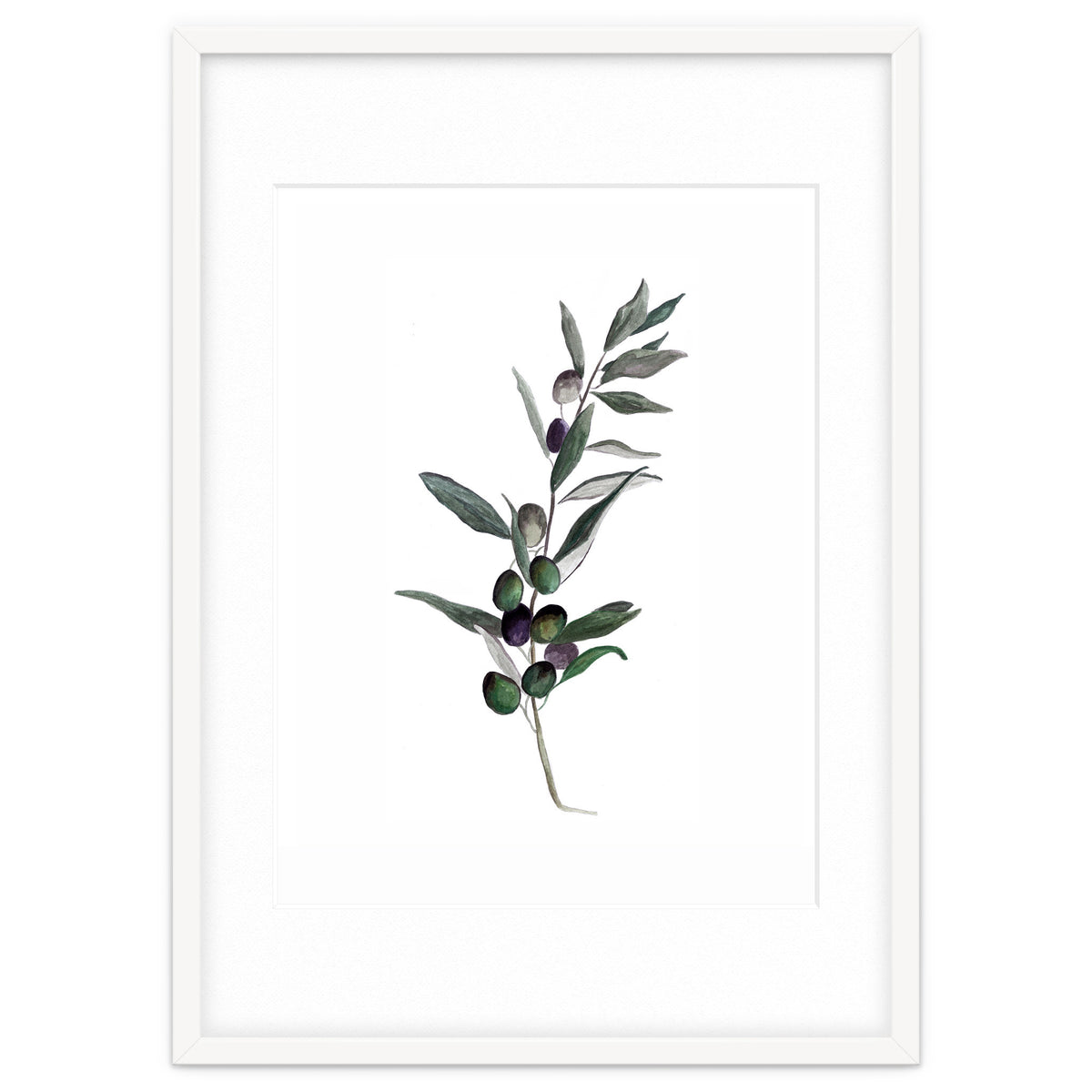 Botanical Illustration Olive