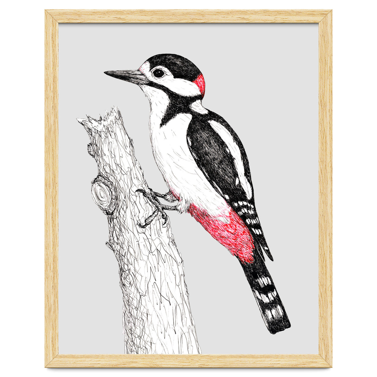 Great spotted woodpecker
