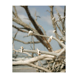 Seashells And Driftwood  (Print Only) thumbnail