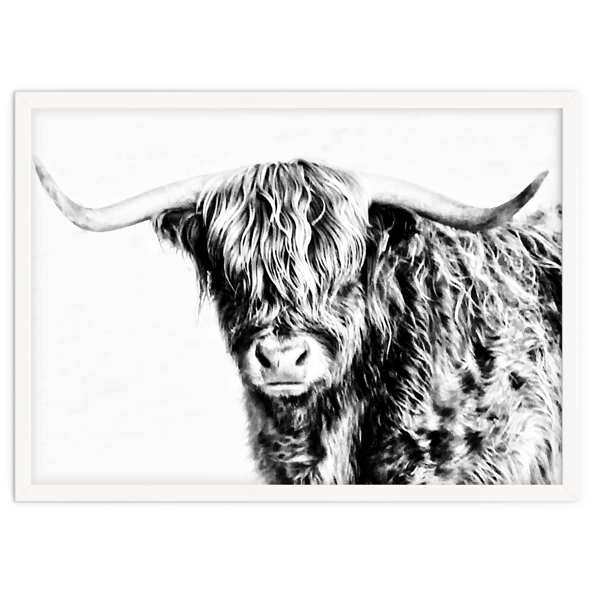 Highland bull