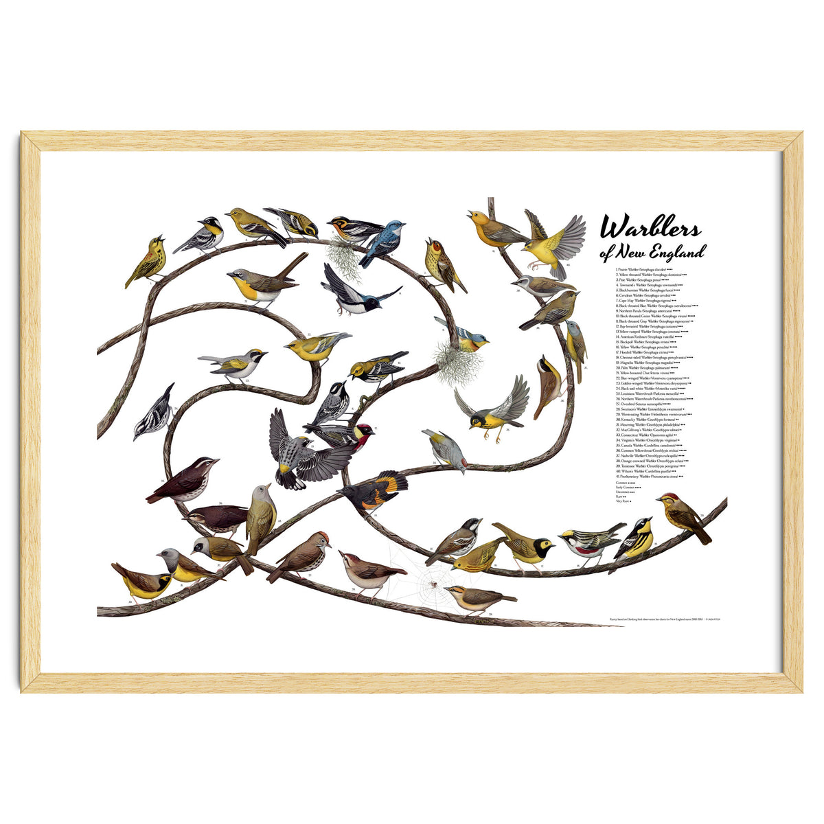 Warblers of New England