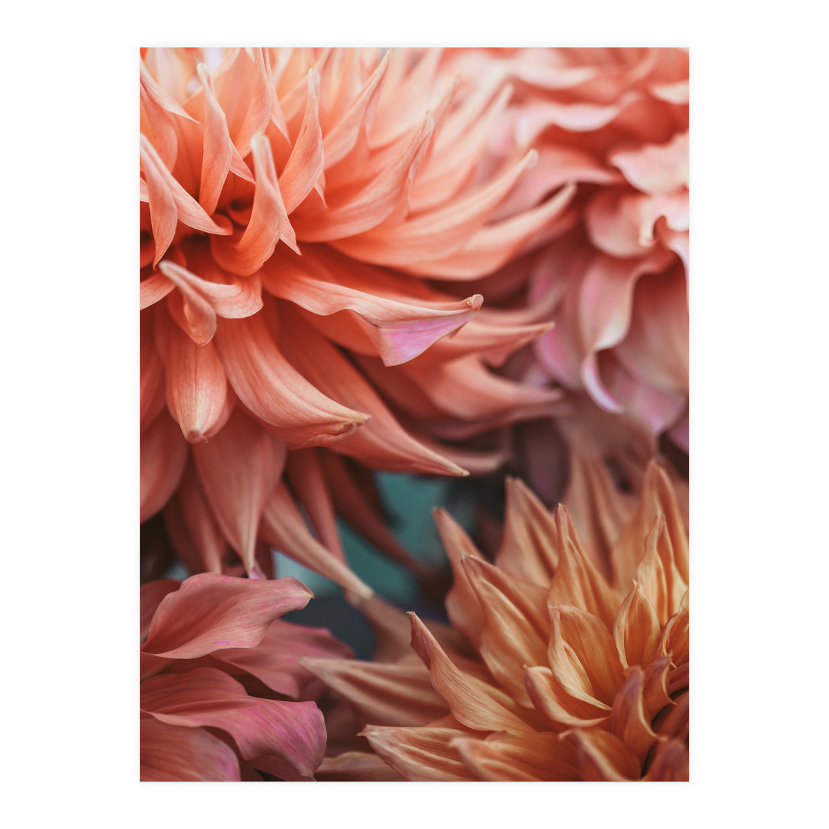 Vintage Dahlia  (Print Only)
