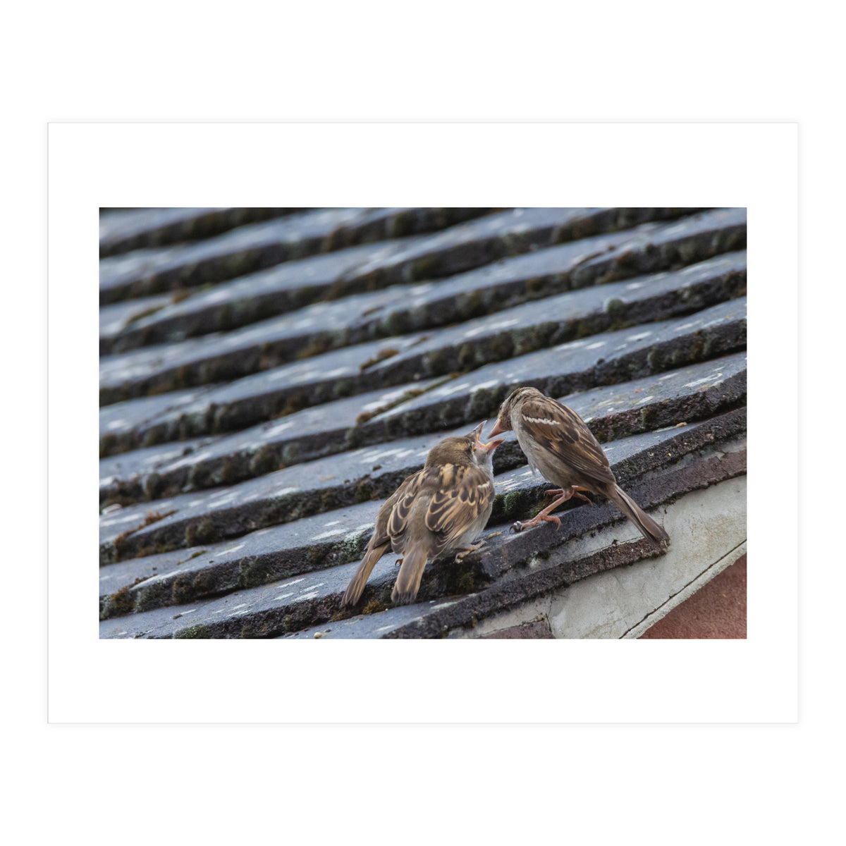 Feeding (Print Only)