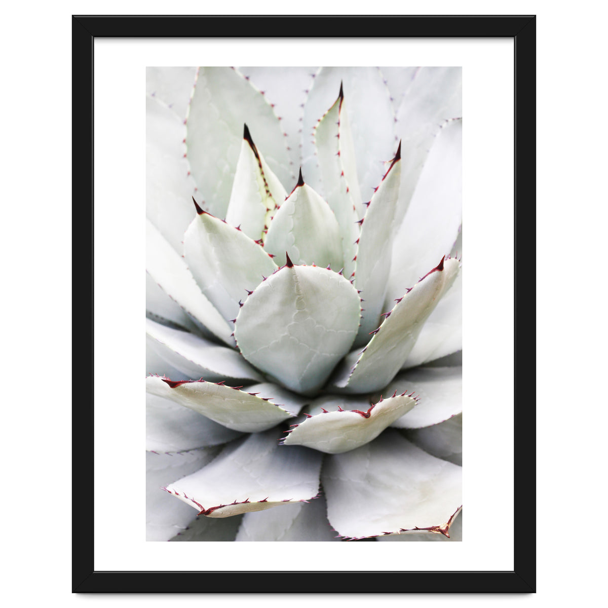Agave plant