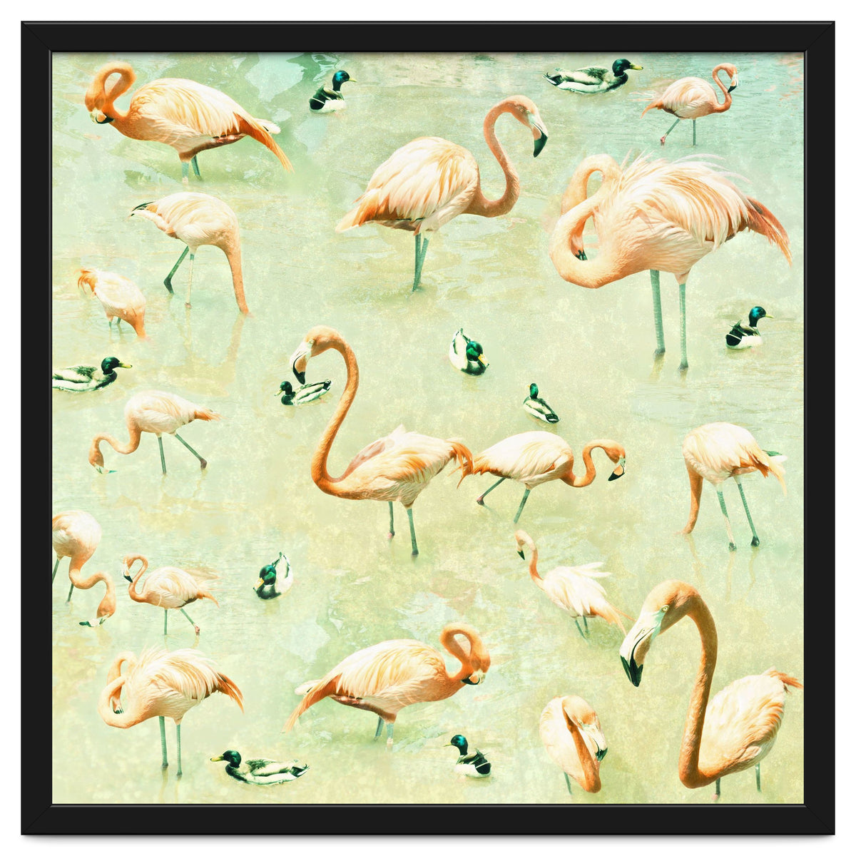 Flamingos