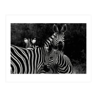 Zebras (Print Only)