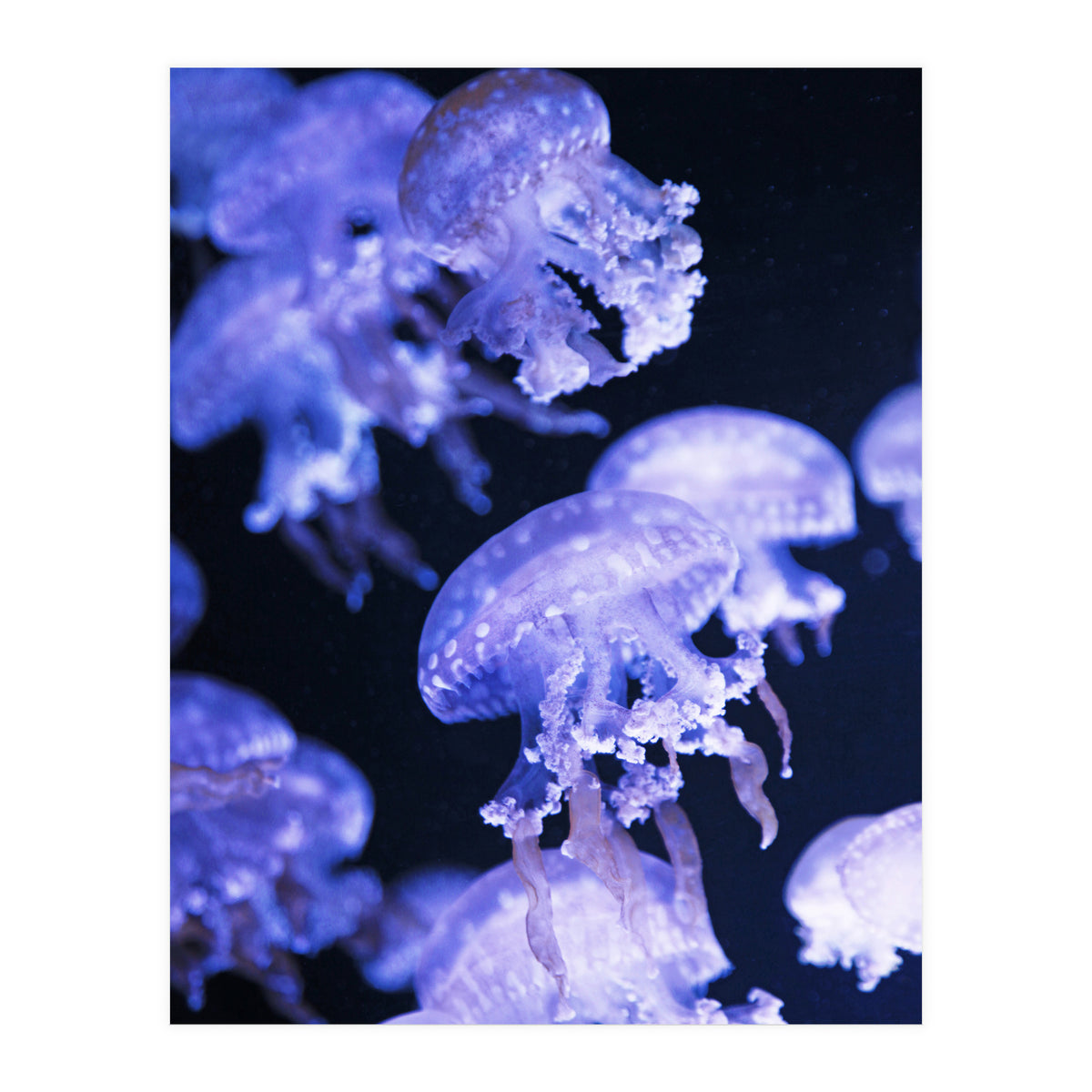Jellyfish (Print Only)