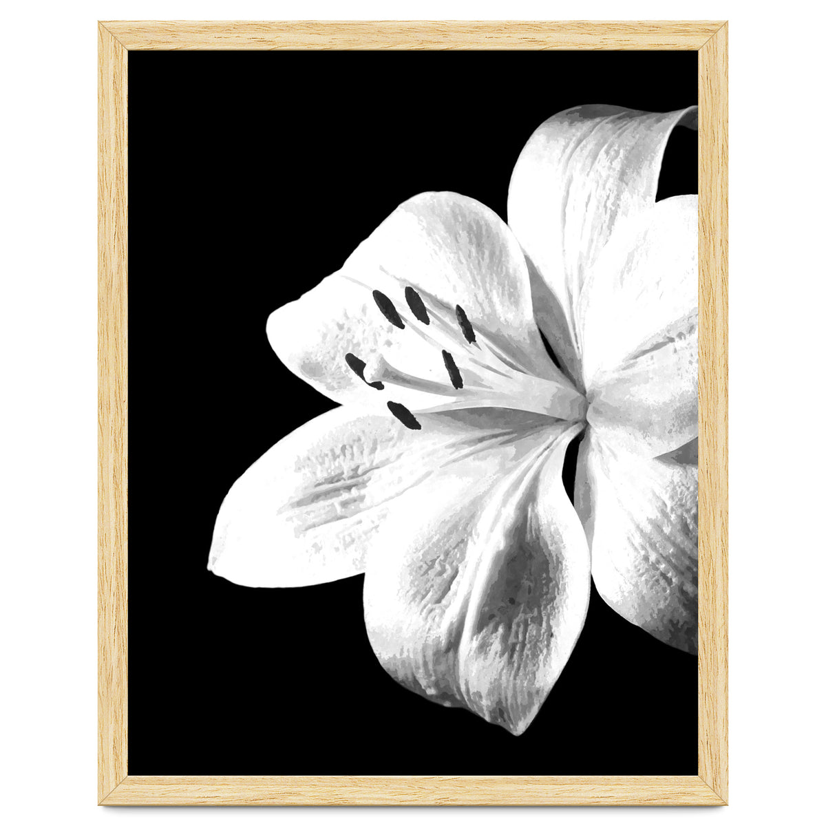 White Lily Black Background