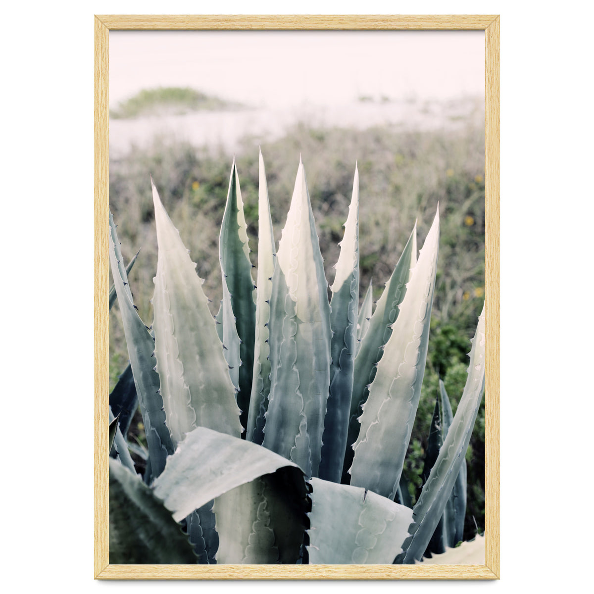 Pale Agave