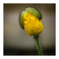 Yellow Poppy Opening  (Print Only)