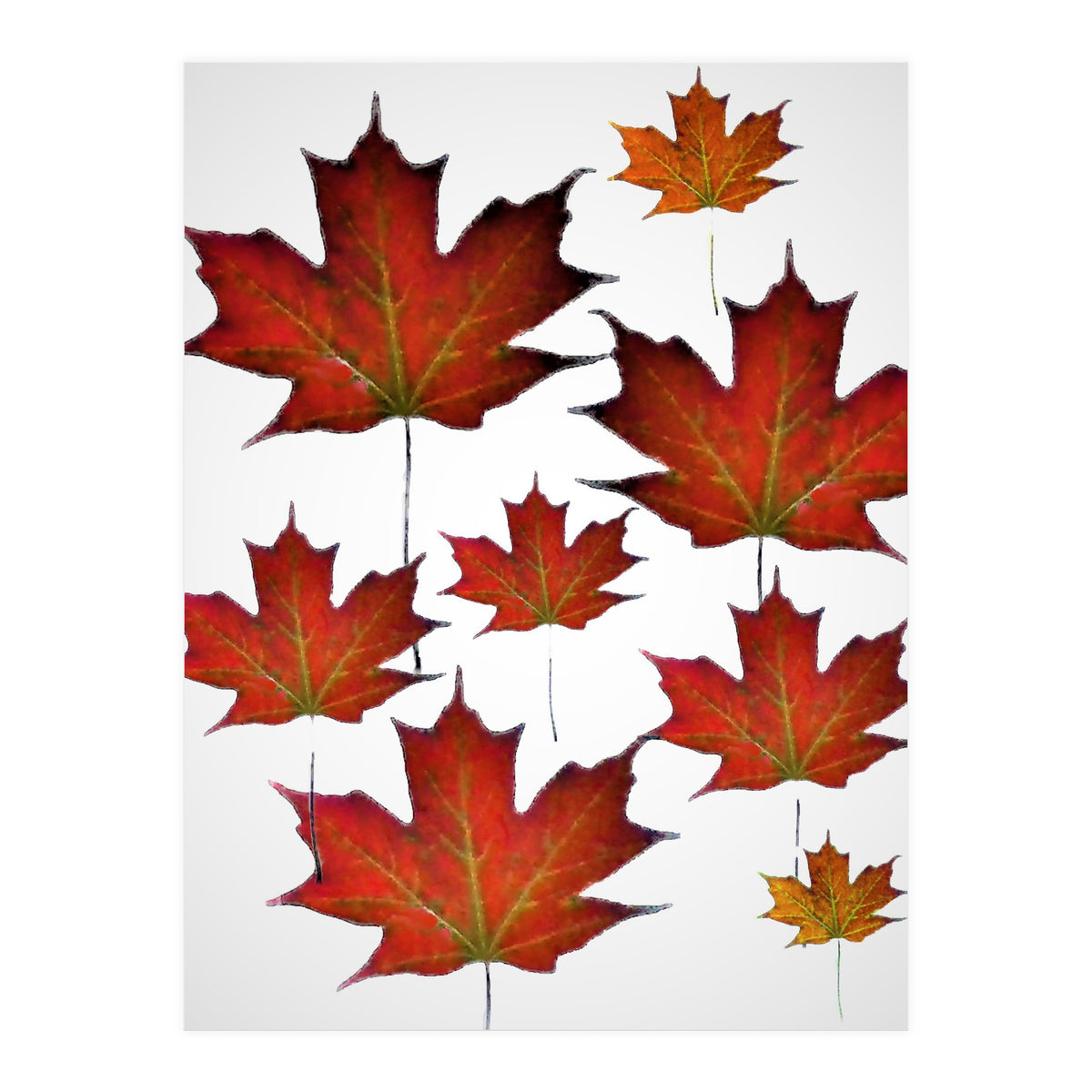 Autumn  leaves (Print Only)