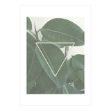 ficus triangle (Print Only) thumbnail