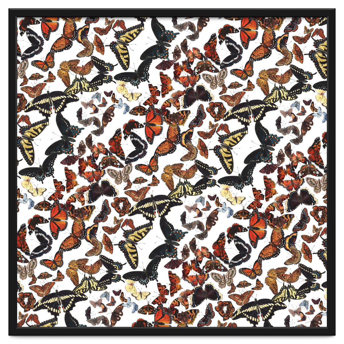 Maine Butterflies Pattern