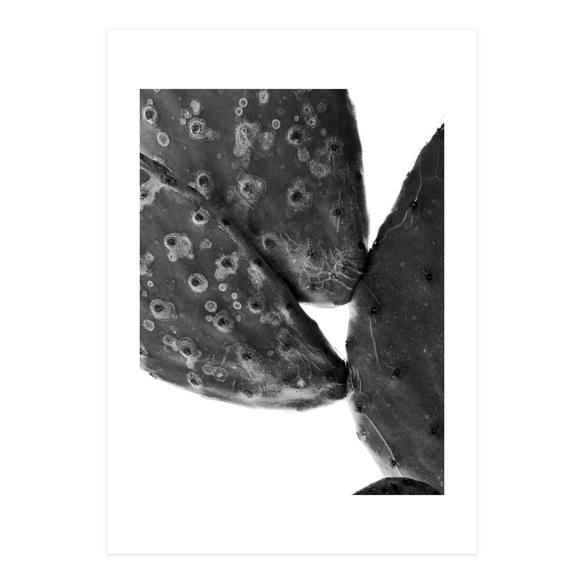 Black Cactus (Print Only)