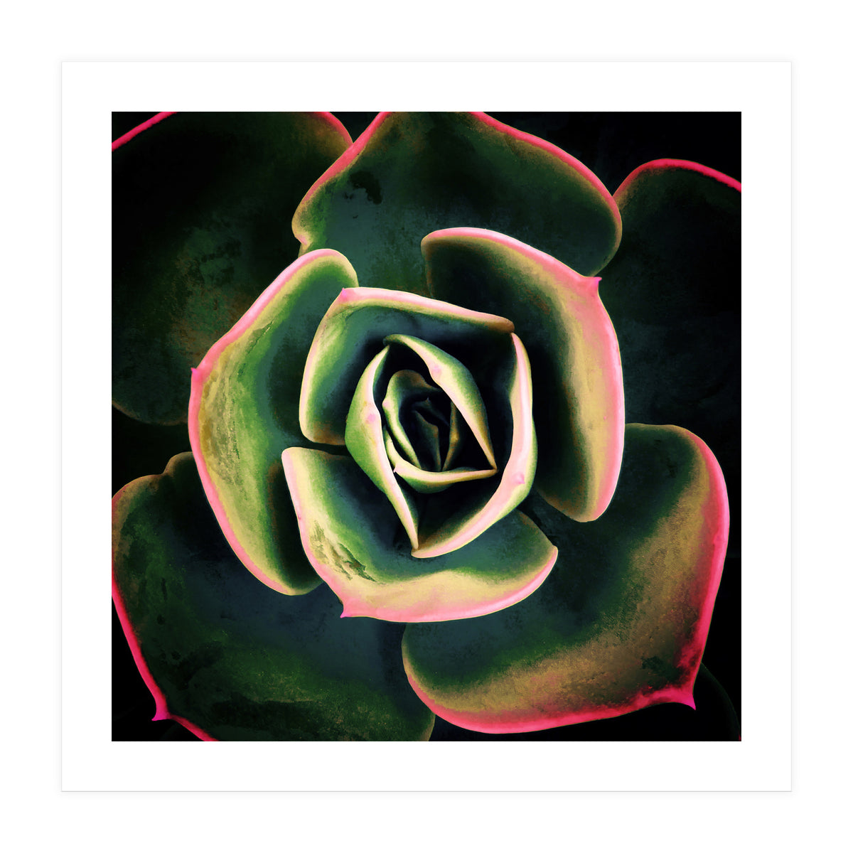 DARKSIDE OF SUCCULENTS XV (Print Only)