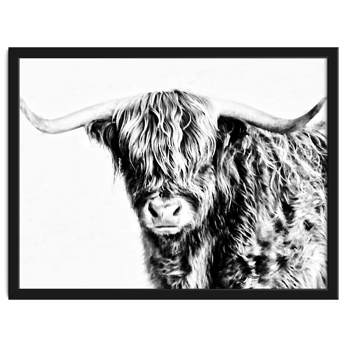 Highland bull