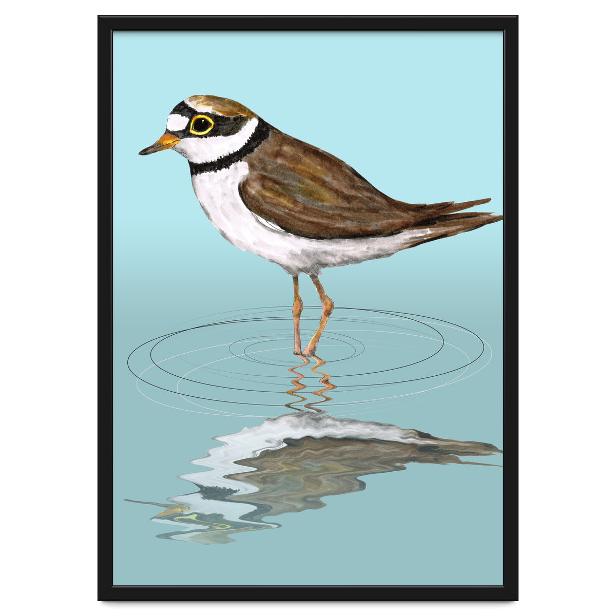 Little ringed  plover