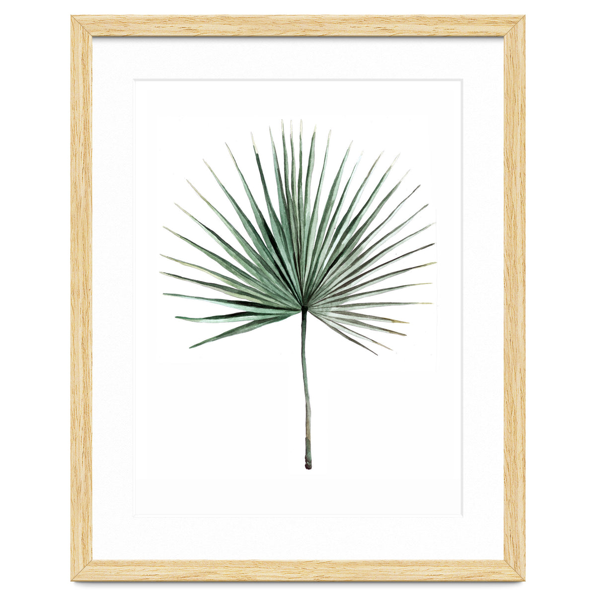Botanical Illustration Fanpalm