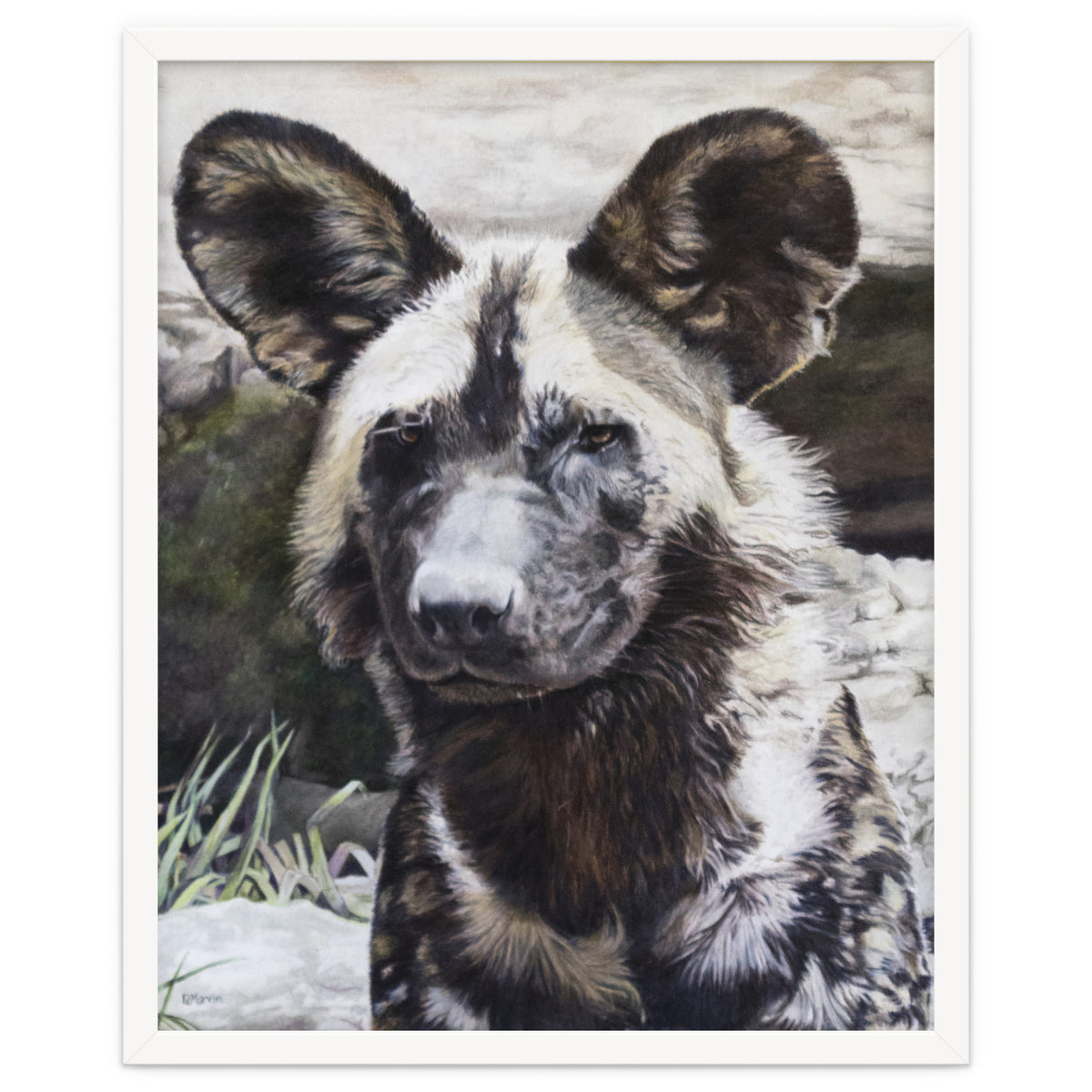 African Painted Dog II