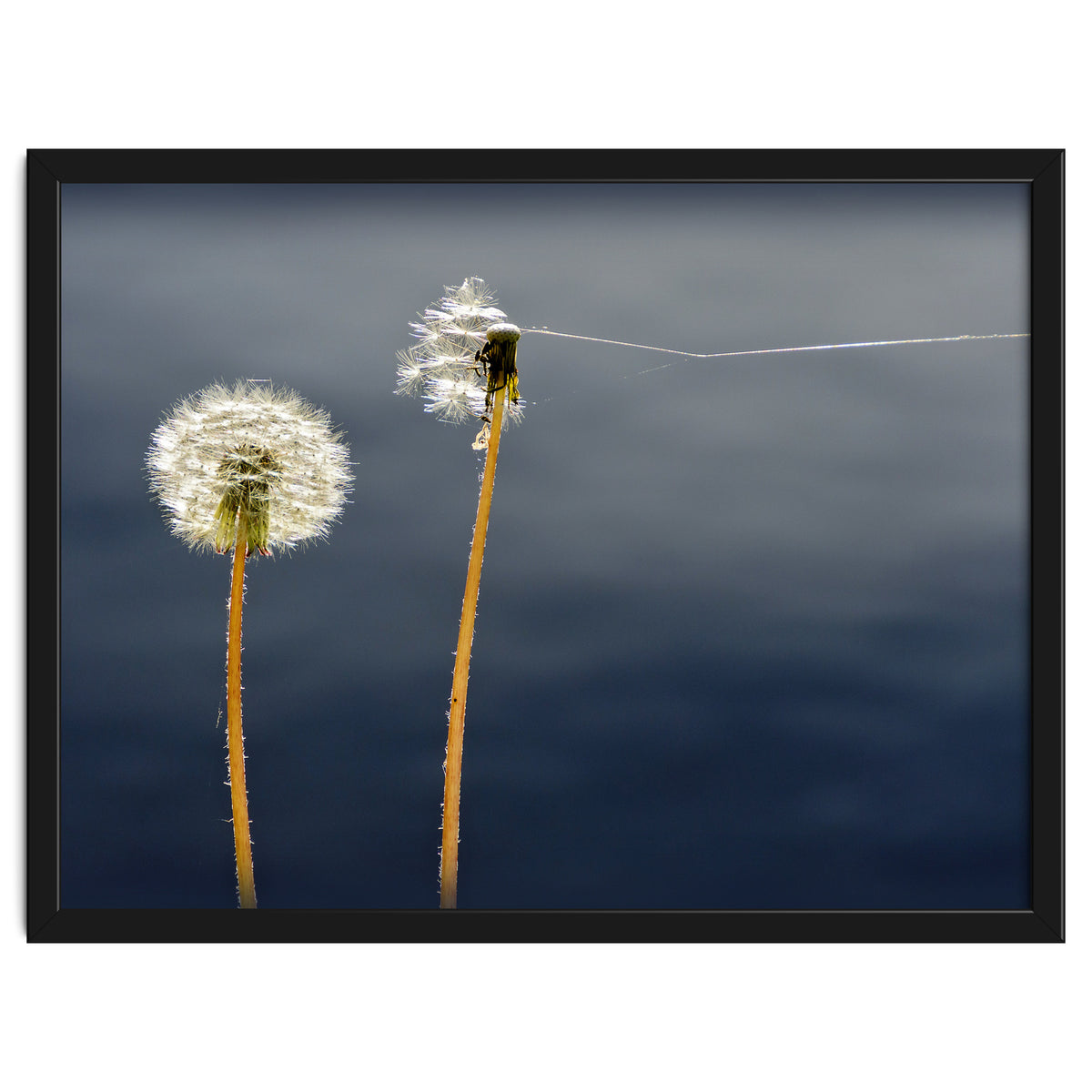 Common dandelions