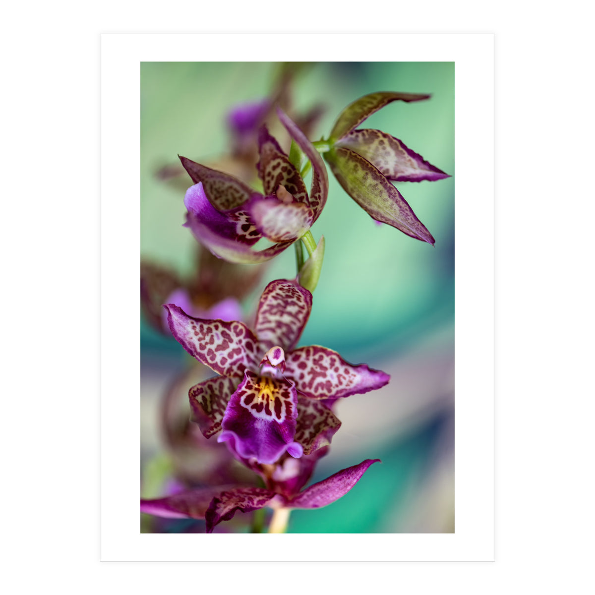 Orchidee Flower (Print Only)