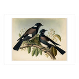Magpies Vintage Painting (Print Only) thumbnail