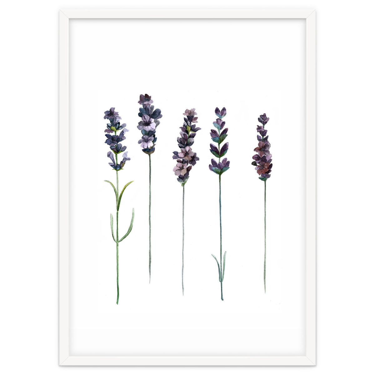 Botanical Illustration Lavender