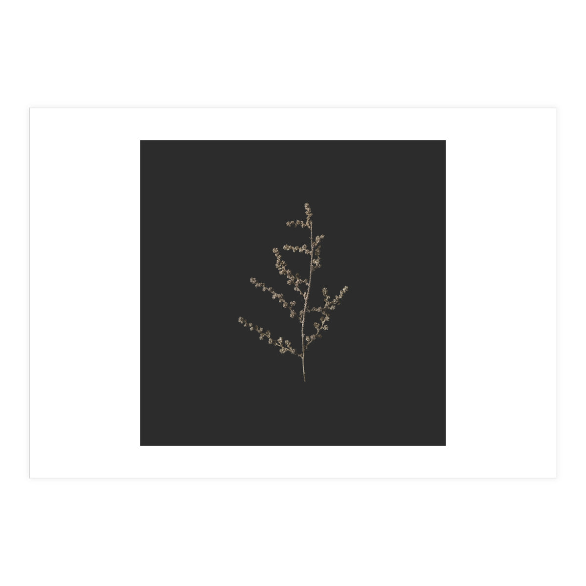 Dainty Botanicals in Gold and Black - Square (Print Only)