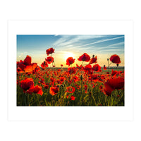 Poppies (Print Only)