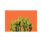Bold Cactus (Print Only) thumbnail
