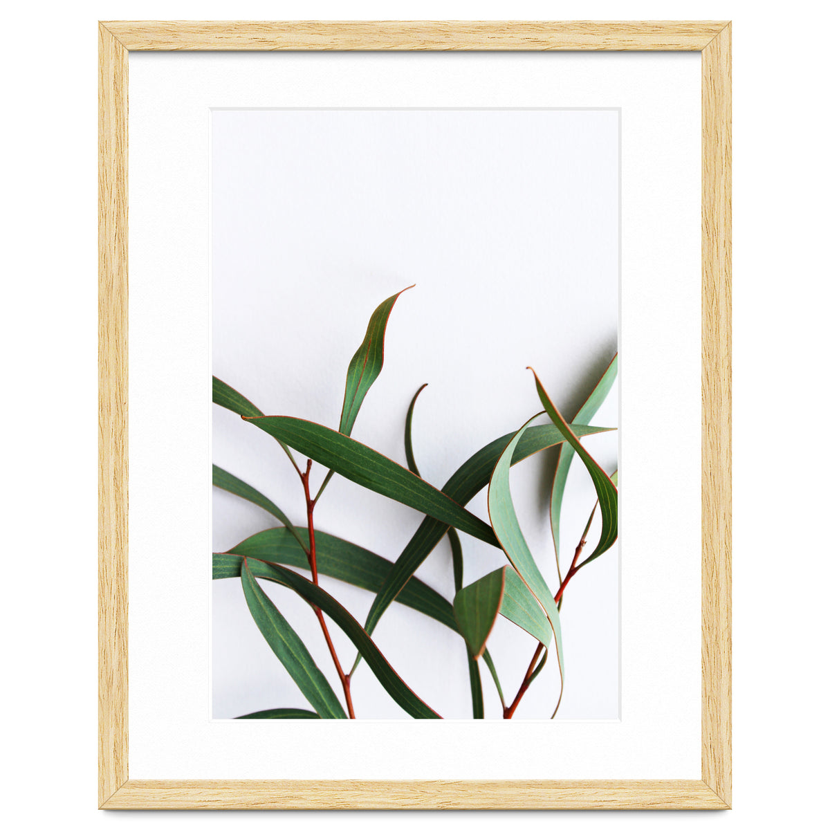 Green Eucalyptus leaves