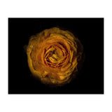 Backyard Flowers No 73 Color Version (Print Only) thumbnail