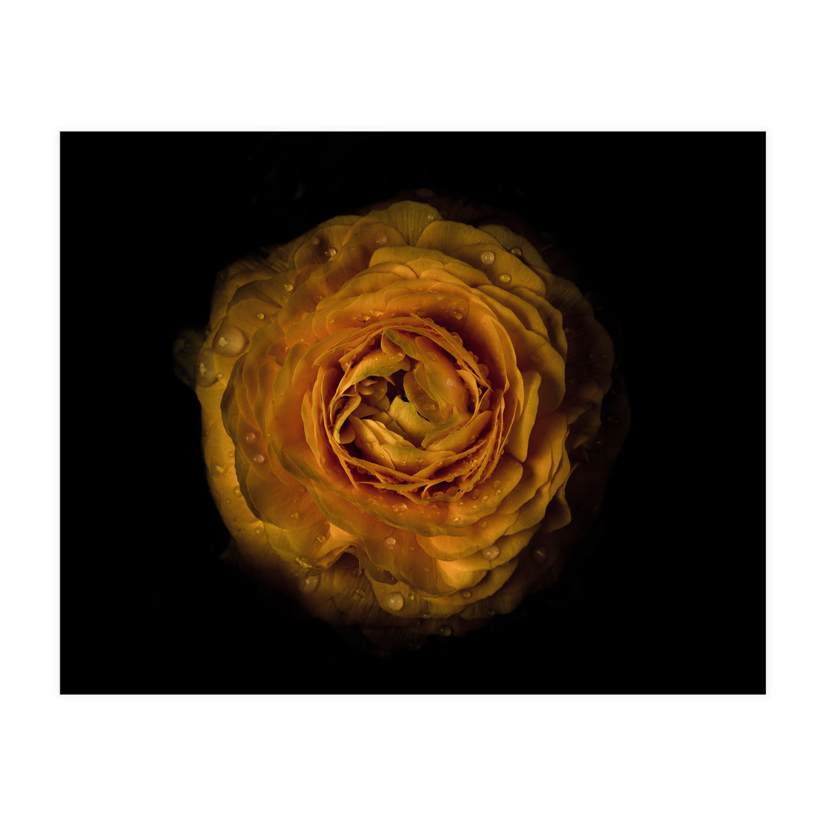 Backyard Flowers No 73 Color Version (Print Only)