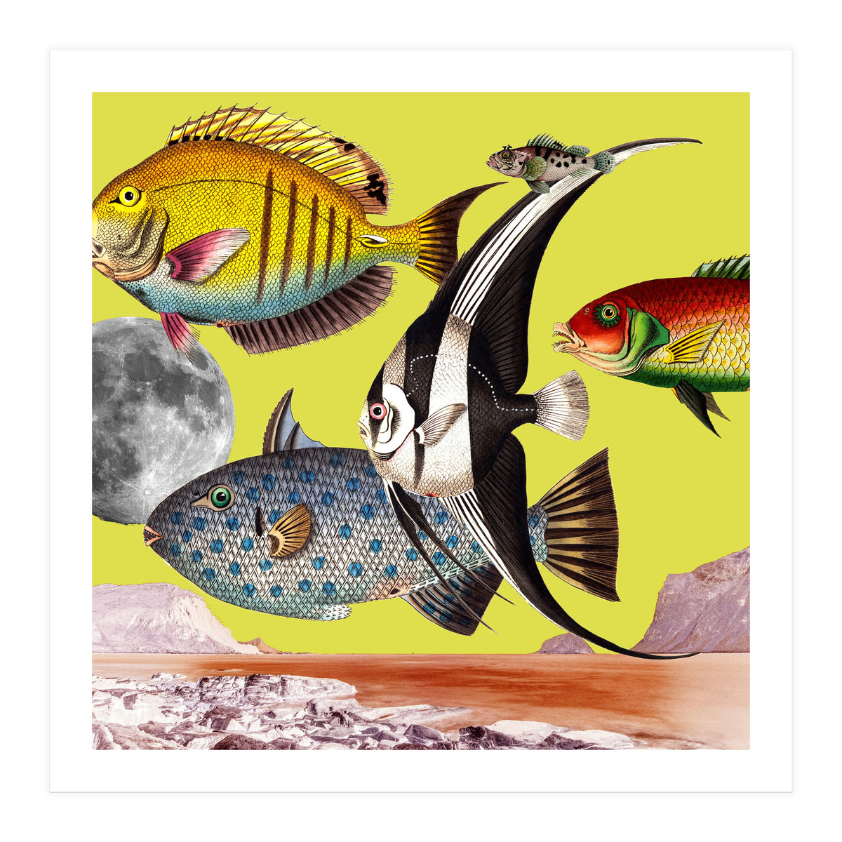 Plenty Of Fish In The Sea Yellow (Print Only)