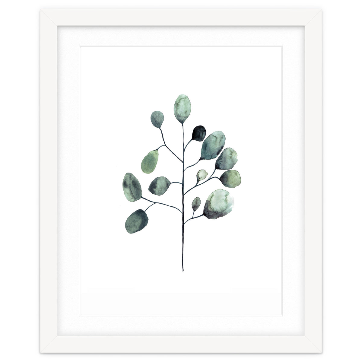 Botanical Illustration Eukalyptus