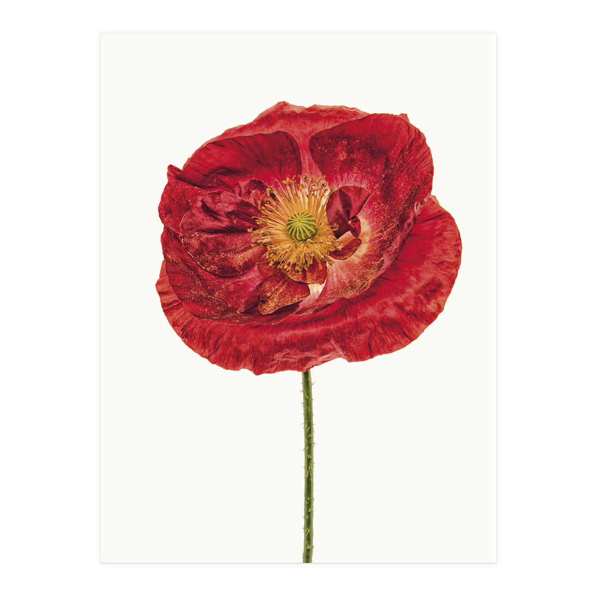 Cc Poppy 05 (Print Only)