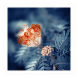 Acacia Flower (Print Only) thumbnail
