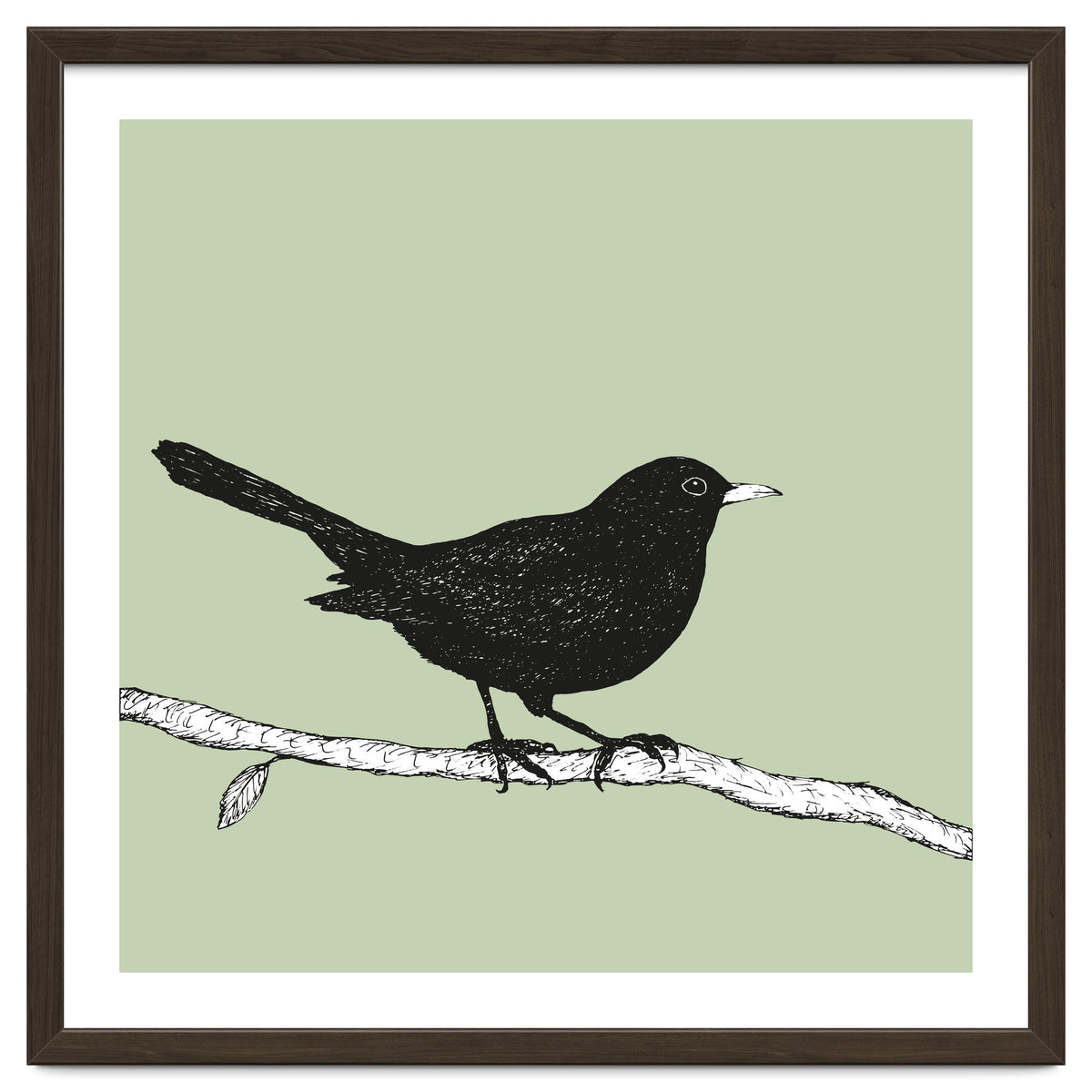 Blackbird pen drawing