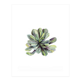 Botanical Illustration Succulent (Print Only) thumbnail