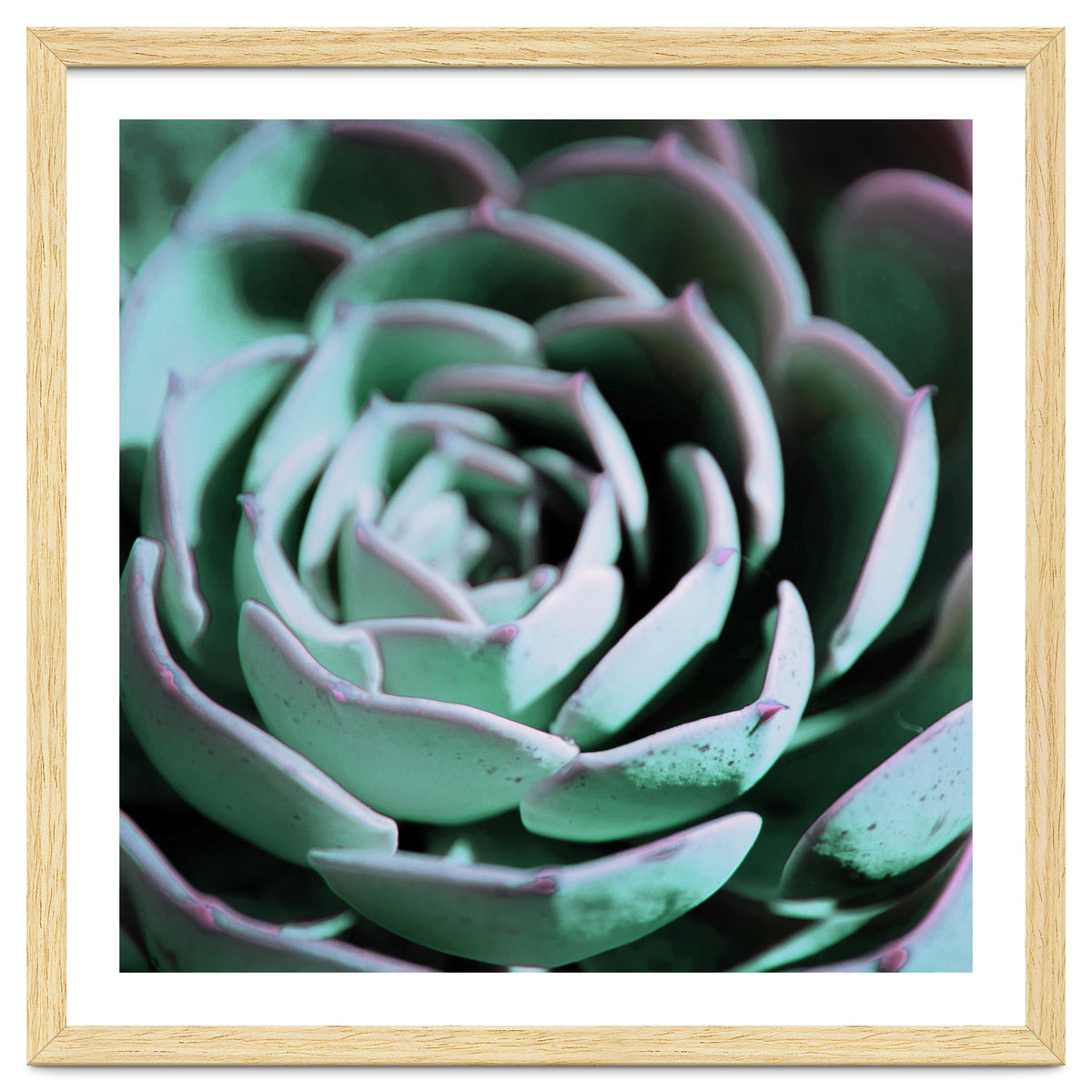 DARKSIDE OF SUCCULENTS III-A