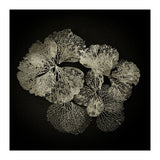 Hydrangea Petals  (Print Only) thumbnail