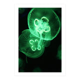 Jellyfish (Print Only) thumbnail
