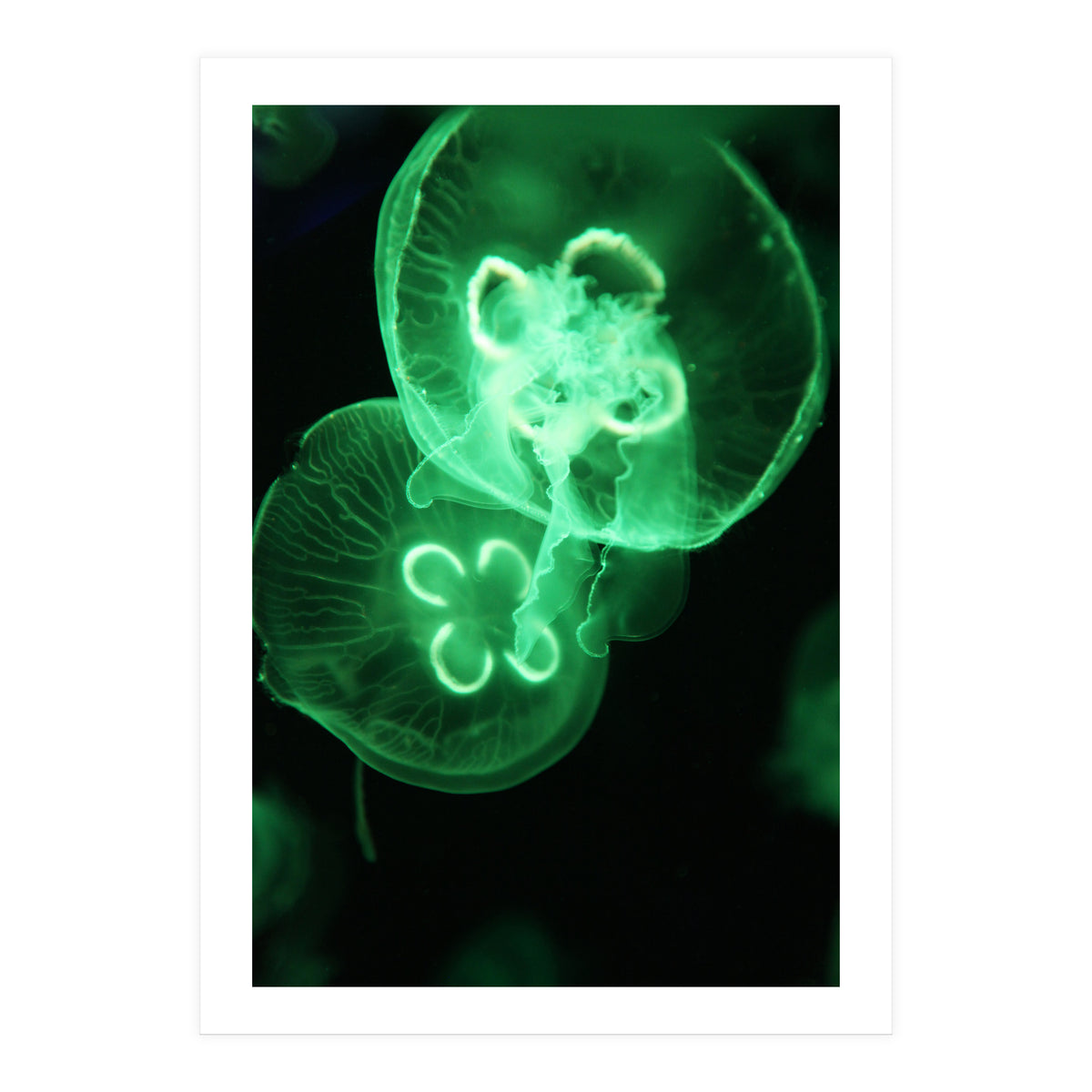 Jellyfish (Print Only)