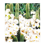Cactus & Bloom (Print Only) thumbnail