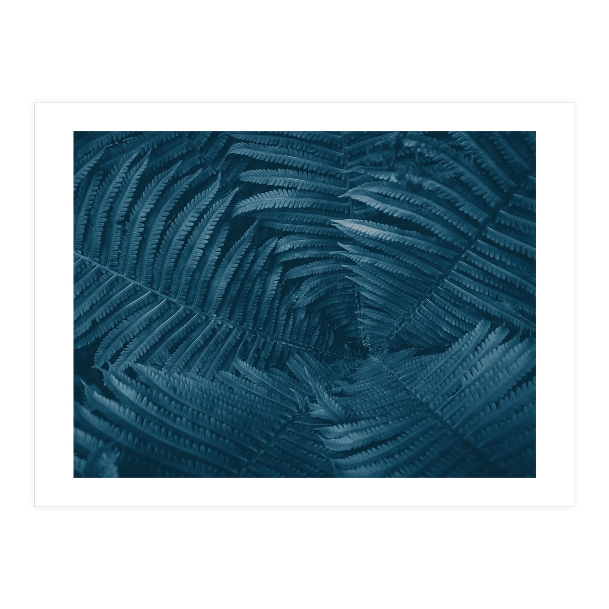 Pteridopsida 4 (Print Only)