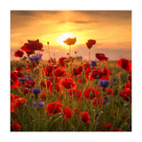 Poppies (Print Only) thumbnail