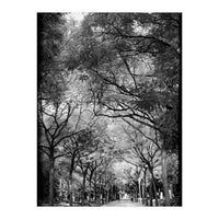 Cemetery alley (Print Only)