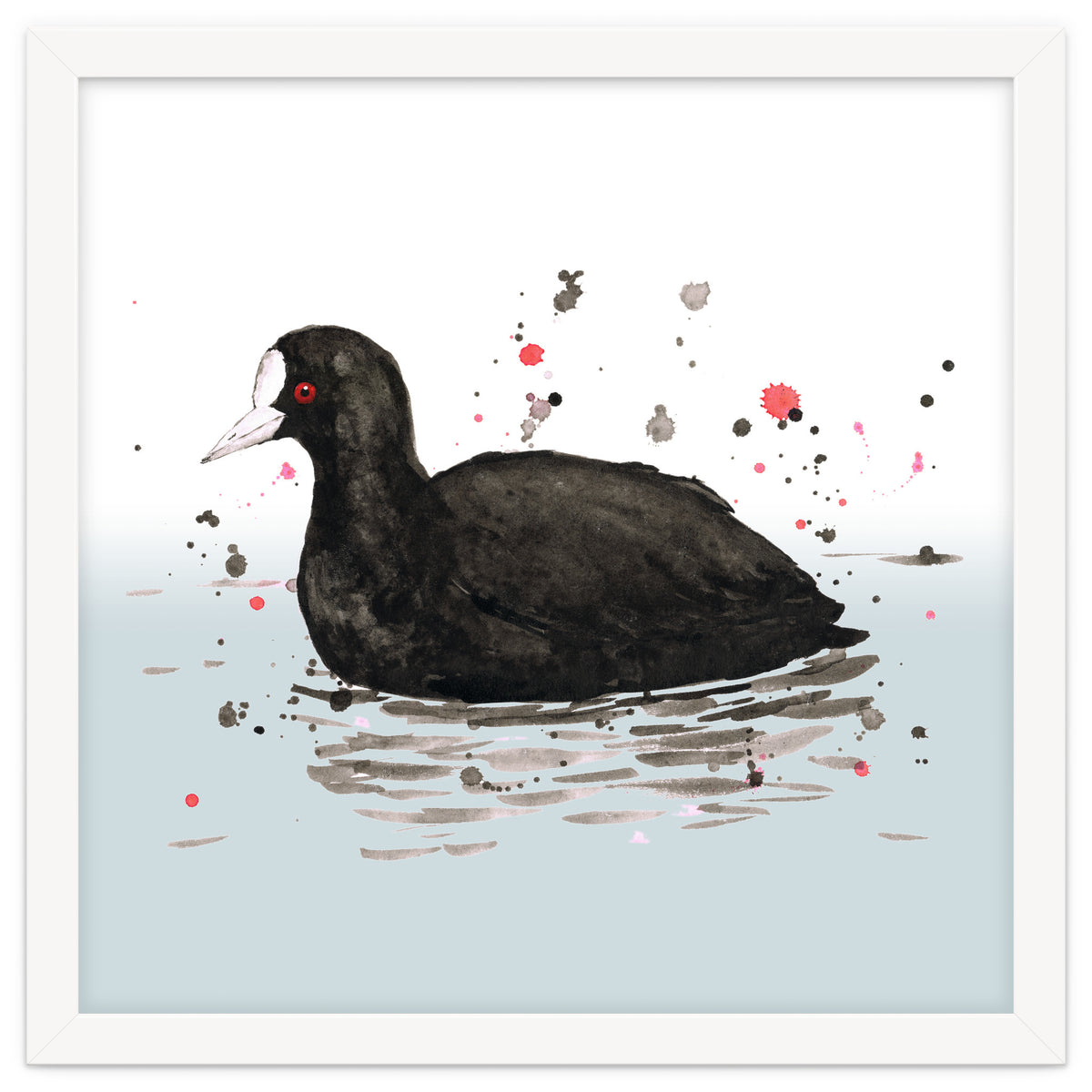 Common coot
