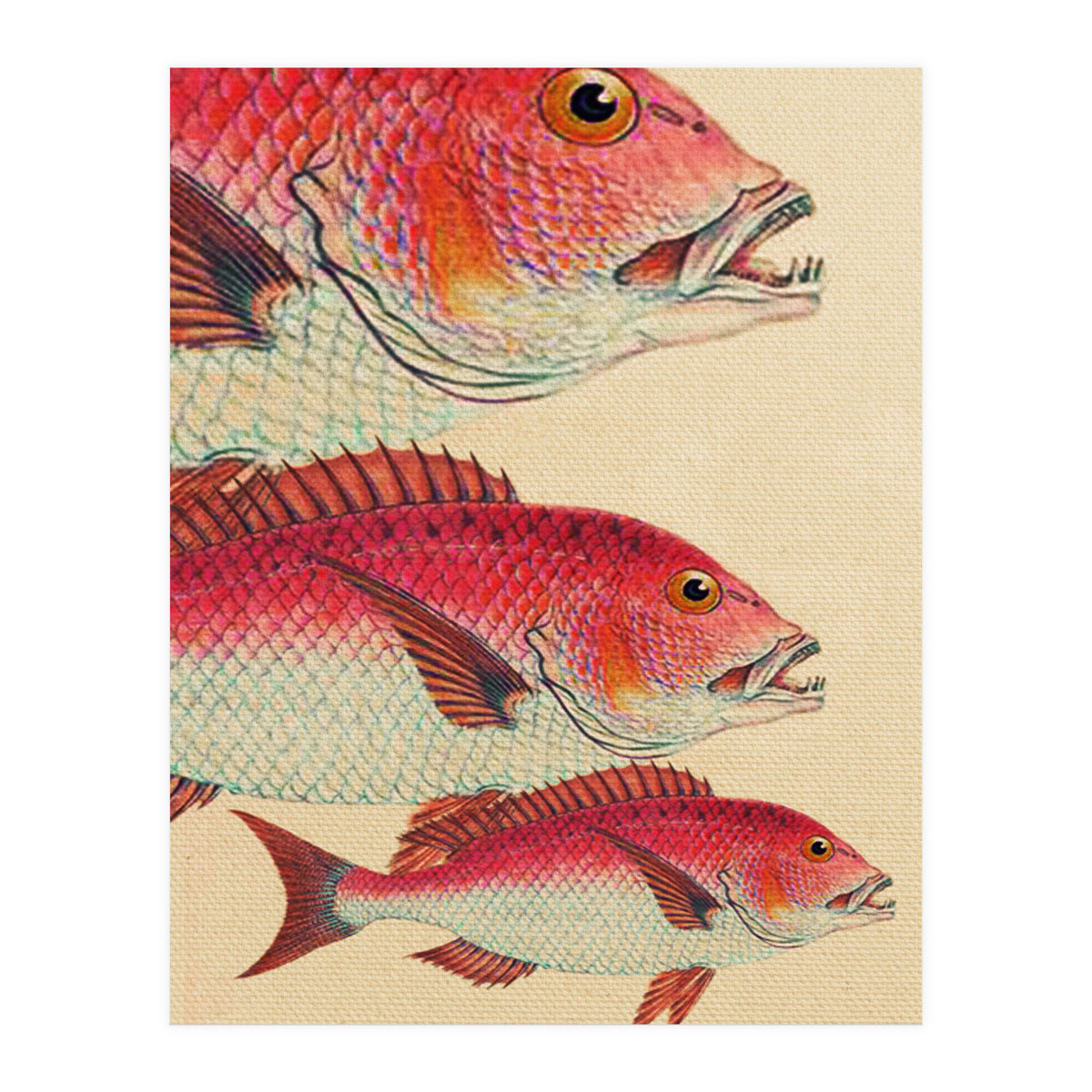 Fish Classic Designs 7 (Print Only)