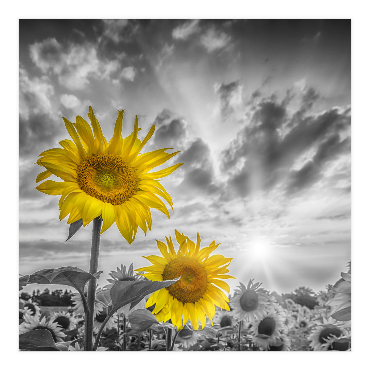 Focus on two sunflowers (Print Only)